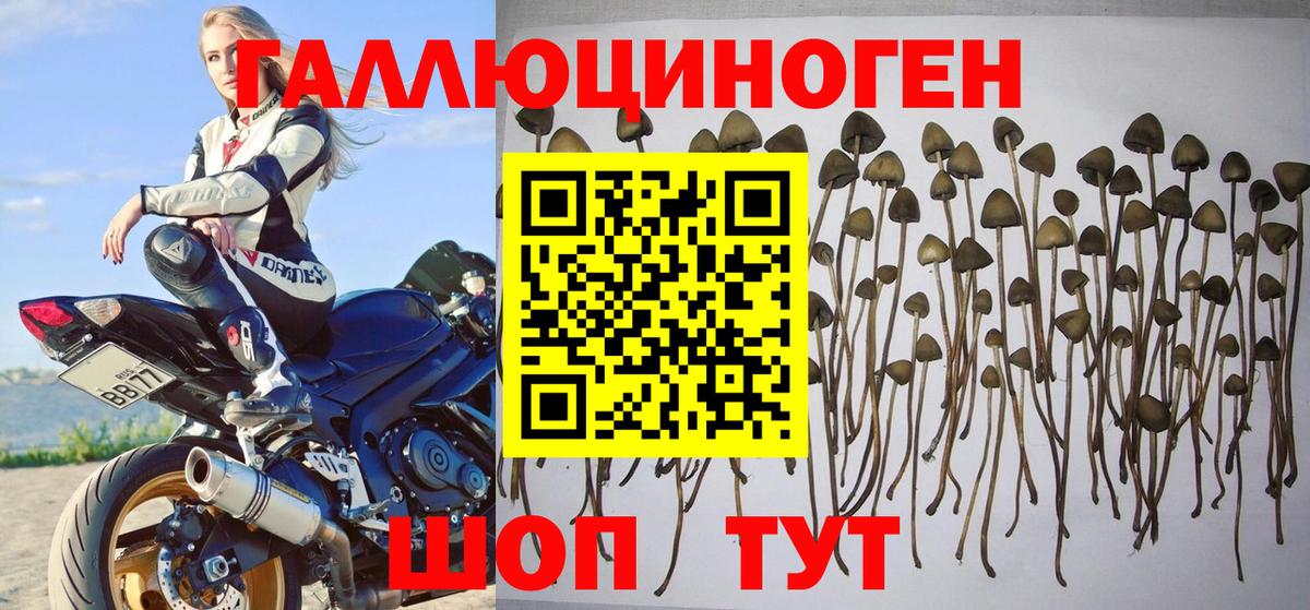 Галлюциногенные грибы Psilocybe  Вход с VPN  Ростов Великий 